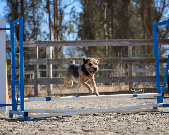 Agility2019_9572