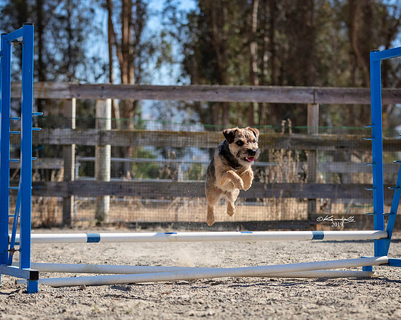 Agility2019_9564