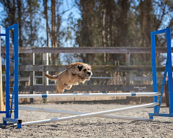 Agility2019_9576