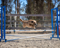 Agility2019_9577
