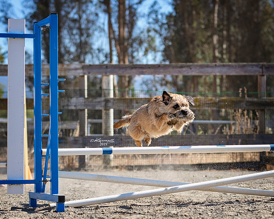 Agility2019_9581