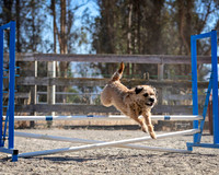 Agility2019_9578
