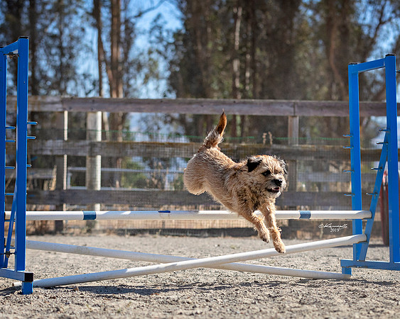 Agility2019_9578