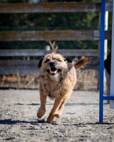 Agility2019_9586