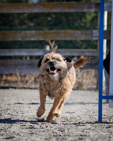 Agility2019_9586