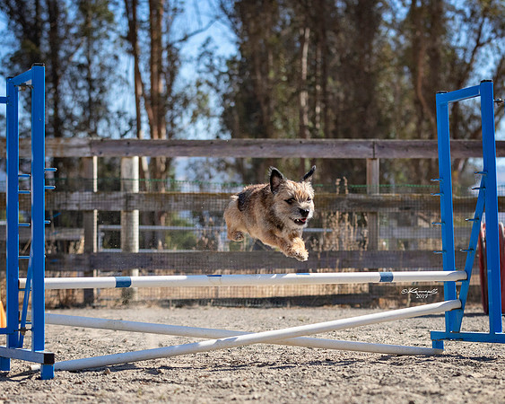 Agility2019_9594