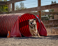 Agility2019_9606