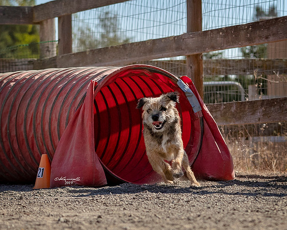 Agility2019_9606