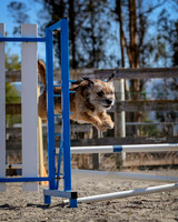 Agility2019_9613
