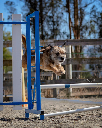 Agility2019_9613