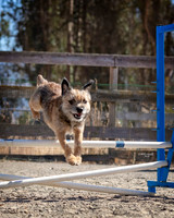Agility2019_9595