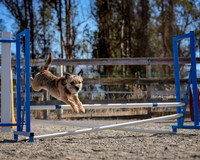 Agility2019_9614
