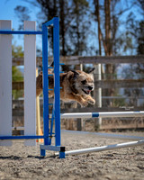 Agility2019_9620