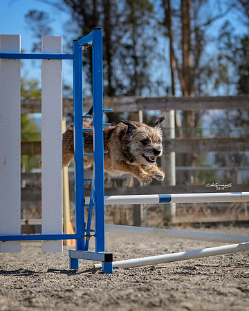 Agility2019_9620