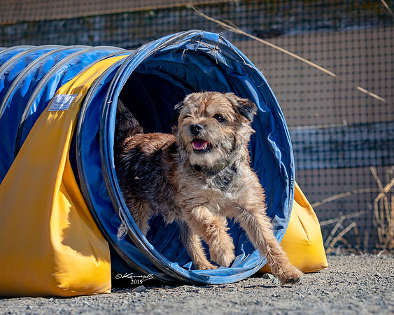 Agility2019_9638