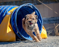Agility2019_9645
