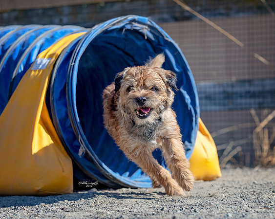 Agility2019_9645