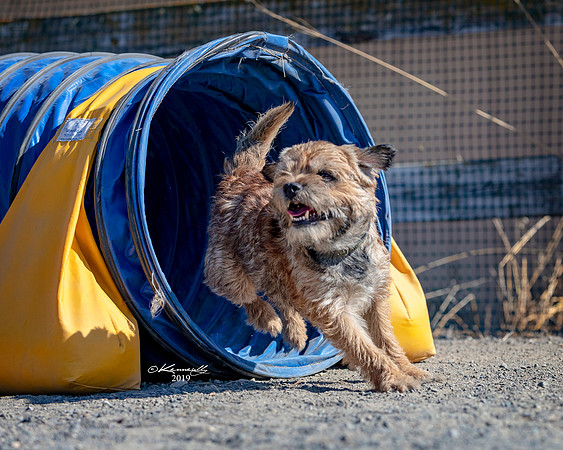 Agility2019_9639