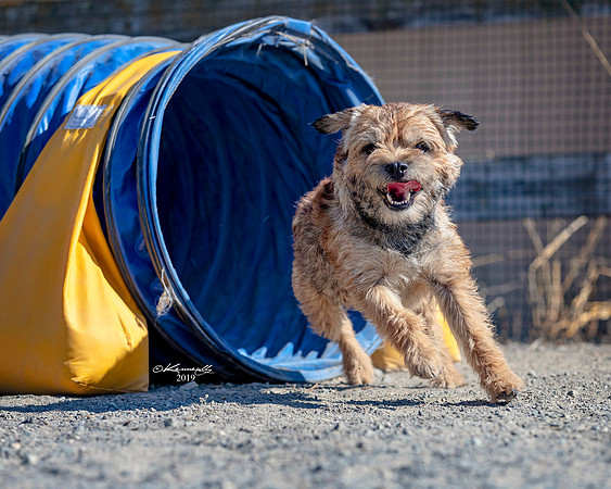 Agility2019_9648