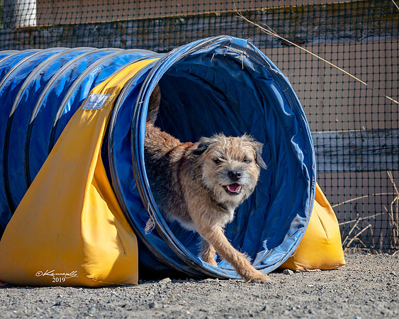 Agility2019_9682