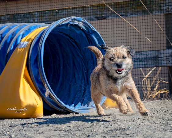 Agility2019_9673