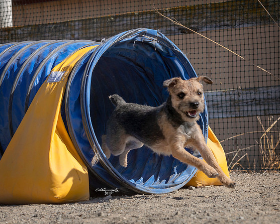 Agility2019_9705