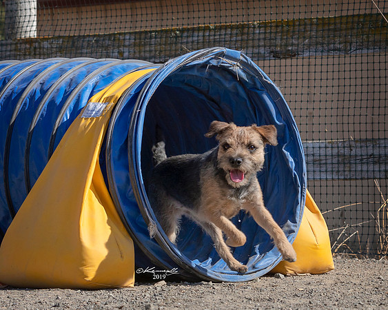 Agility2019_9716