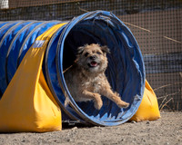 Agility2019_9731