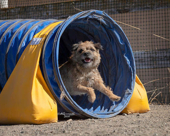 Agility2019_9731