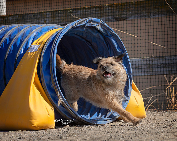 Agility2019_9732