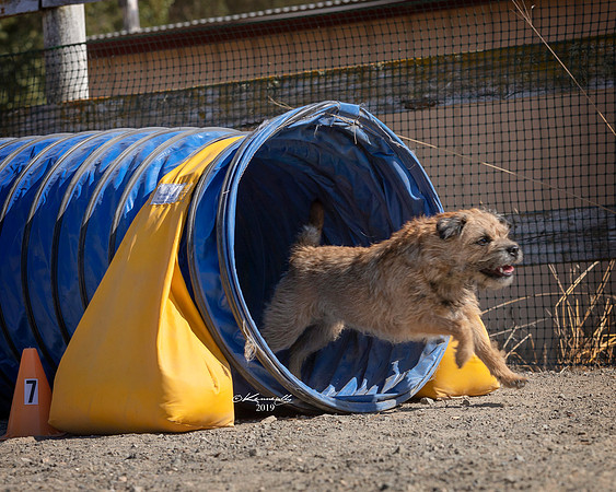 Agility2019_9725