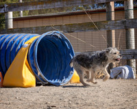 Agility2019_9749