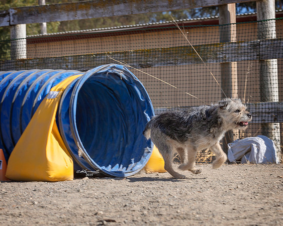 Agility2019_9749