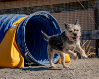 Agility2019_9772