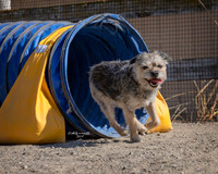 Agility2019_9771