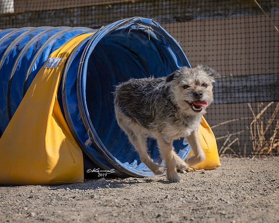Agility2019_9771