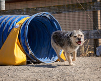 Agility2019_9761