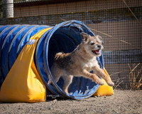 Agility2019_9803