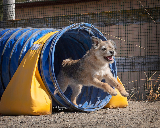 Agility2019_9803
