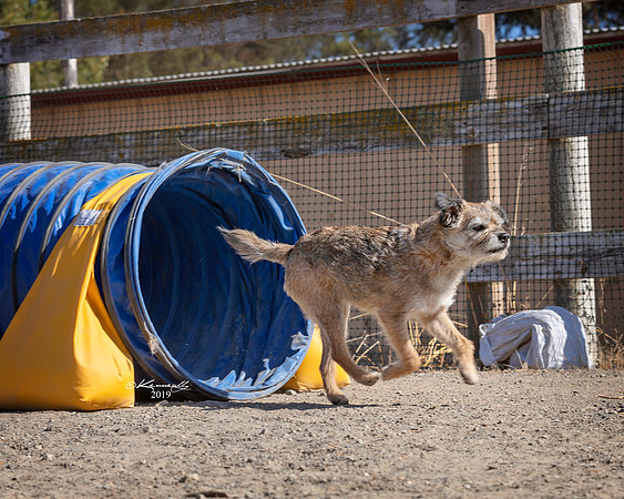Agility2019_9799