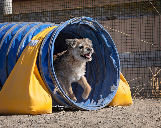 Agility2019_9802