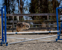 Agility2019_9826