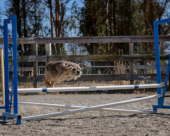 Agility2019_9826