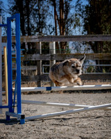 Agility2019_9822