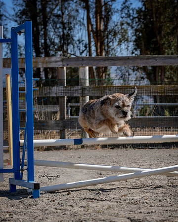 Agility2019_9822