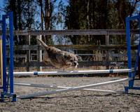 Agility2019_9827