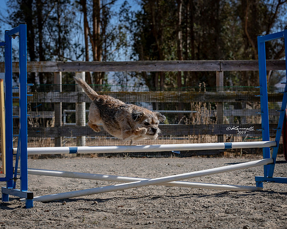 Agility2019_9827