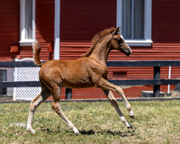 ShermanRanch0524_0189