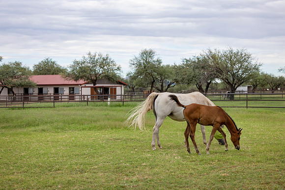 RS_Pastures_1782
