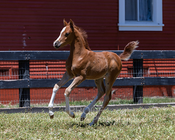 ShermanRanch0524_2073